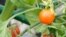 Branch of cherry tomatoes closeup