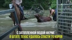 Спасение коров в Техасе