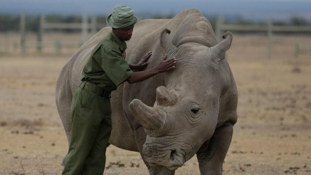 Researchers Announce Successful Rhino Embryo Transfer