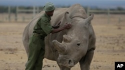  FILE - Keeper Zachariah Mutai attends to Fatu, one of only two northern white rhinos left in the world, in the pen at the Ol Pejeta Conservancy in Laikipia county in Kenya. (AP Photo/Sunday Alamba, File)