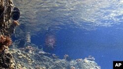 A new marine life exhibit is shown at the Waikiki Aquarium in Honolulu, Hawaii, August 9, 2011 (file photo)