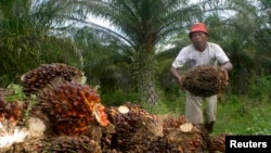 Seorang petani mengumpulkan buah kelapa sawit di kawasan transmigrasi Arso di Provinsi Papua, 19 April 2007. (Foto: Reuters)