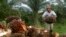 Seorang petani mengumpulkan buah kelapa sawit di kawasan transmigrasi Arso di Provinsi Papua, 19 April 2007. (Foto: Reuters)