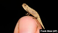 Picture taken in 2012 in Munich, Germany shows a newly discovered species of chameleon which is a contender for the title of world's smallest reptile. (AP Photo/Frank Glaw)