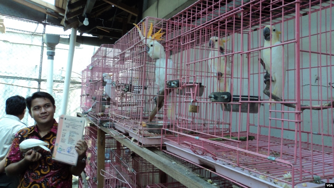 Pemilik penangkaran burung langka di Solo memegang sertifikat resmi di tengah kandang-kandang berisi kakatua. (VOA/Yudha Satriawan)