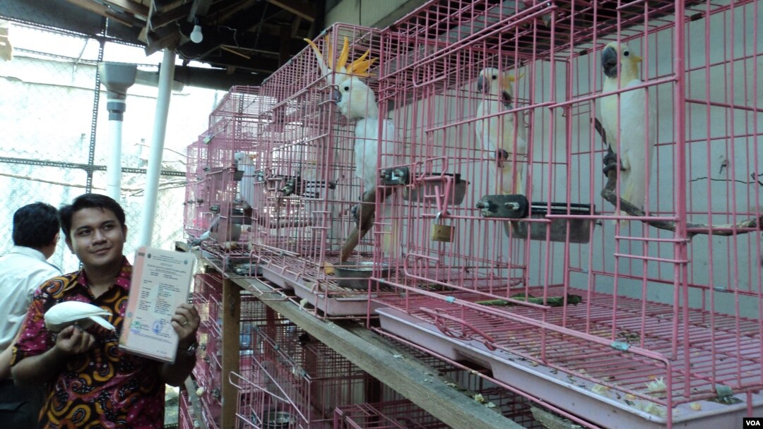 Pemilik penangkaran burung langka di Solo memegang sertifikat resmi di tengah kandang-kandang berisi kakatua. (Foto: Dok)
