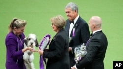 Westminster Dog Show