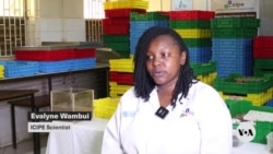 Kenyan scientists study mealworm they say can break down plastics