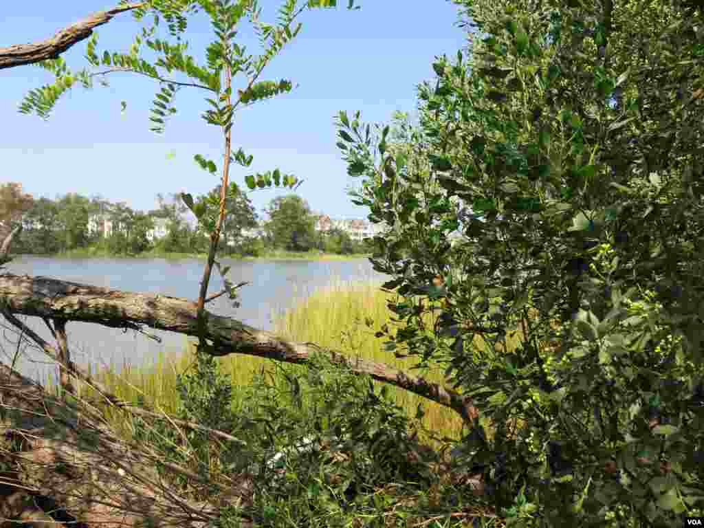 U nekim stambenim četvrtima Norfolka, gradske vlasti zagovaraju ponovnu uspostavu močvara kako bi one apsorbirale neke od poplavnih voda. (Rosanne Skirble/VOA) 