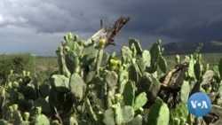 Kenyans Try to Stamp Out Problem Cactus with Microorganism