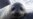 Climate Changes Put Freeze on Elephant Seal Births