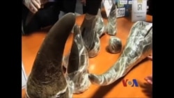 泰国星期天缴获20多公斤重犀牛角