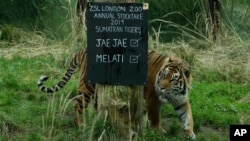 Jae Jae, salah satu harimau Sumatra, berdiri dekat papan informasi pada acara sesi foto tahunan di Kebun Binatan London, Kamis, 3 Januari 2019.