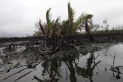 FILE - Oil slick flows at the base of the mangrove at Bodo creek, outside Nigeria's oil hub city of Port Harcourt, Aug. 2, 2012.