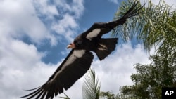 FILE - A California condor named Hope takes to flight at the Condor habitat at the Los Angeles Zoo, Tuesday, May 2, 2023. (AP Photo/Richard Vogel, File)
