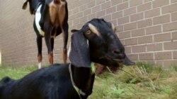 Four Brother Goats Arrive in Brooklyn on a Mission