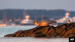 A seal lounges on rocks in Casco Bay, Thursday, July 30, 2020, off Portland, Maine. Seals are thriving off the northeast coast thanks to decades of protections. (AP Photo/Robert F. Bukaty)