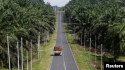 Perkebunan kelapa sawit Felda Sahabat di Lahad Datu, negara bagian Sabah, Malaysia. (Foto: Dok)