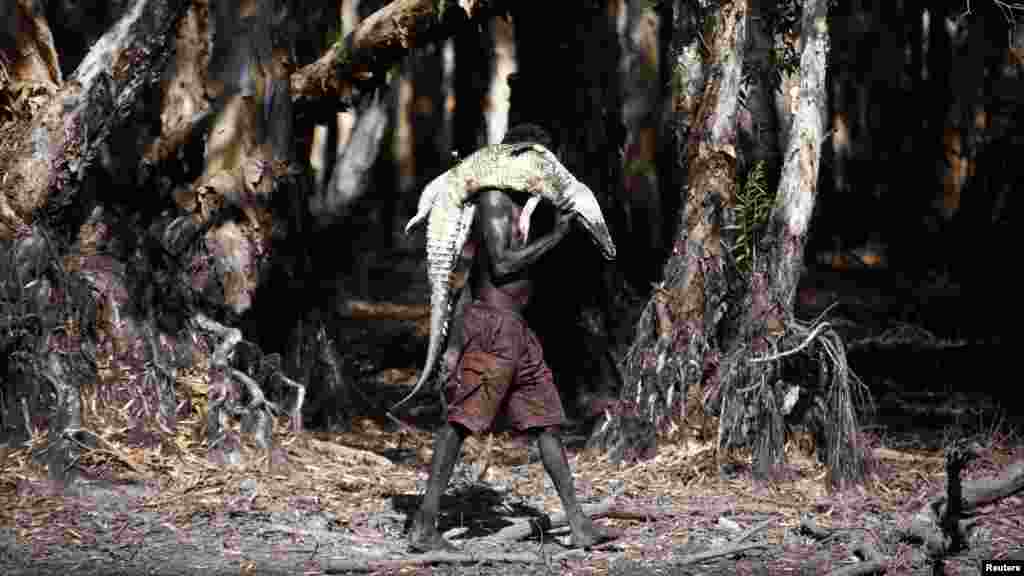 Un chasseur aborigène australien, Roy Gaykamangu, du peuple Yolngu, porte un crocodile qu'il vient d'abattre lau bord d'un billabong près de la station de Yathalamarra, situé sur les fuabourgs de la communauté des Ramingining à la Terre Est d'Arnhem, 22 Novembre 2014.