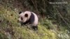 美中科学家共同努力 让大熊猫重归大自然