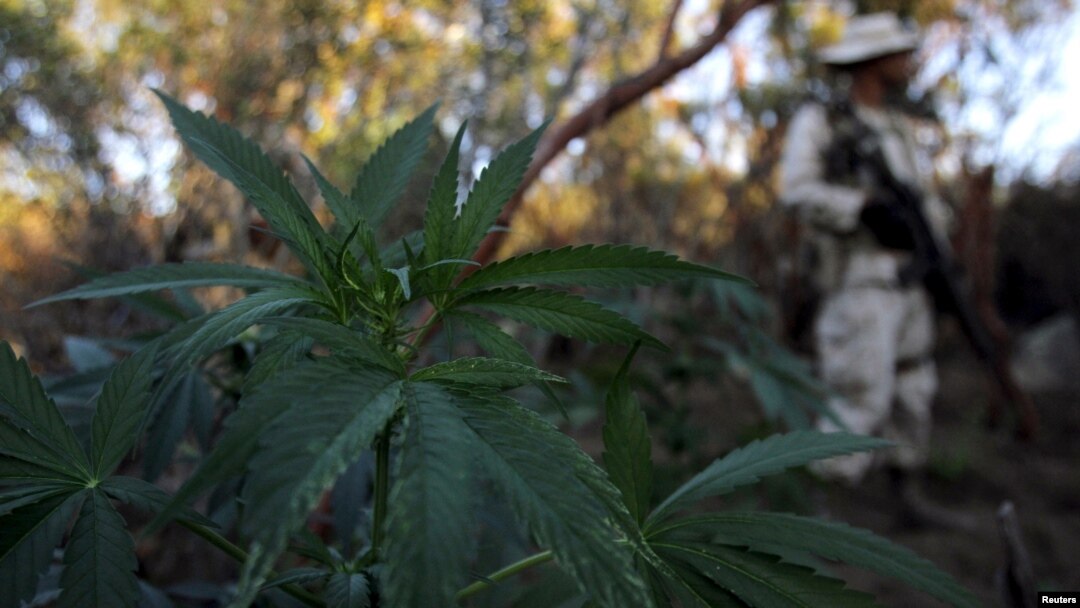 FILE - A soldier keeps guard at a marijuana plantation on the outskirts of the municipality of Tecate, on the border with the U.S. state of California, Sept. 25, 2015.