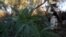 FILE - A soldier keeps guard at a marijuana plantation on the outskirts of the municipality of Tecate, on the border with the U.S. state of California, Sept. 25, 2015.