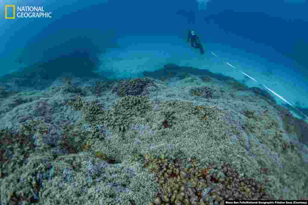 A diver from National Geographic Pristine Seas measures the world’s largest coral colony in the Solomon Islands.