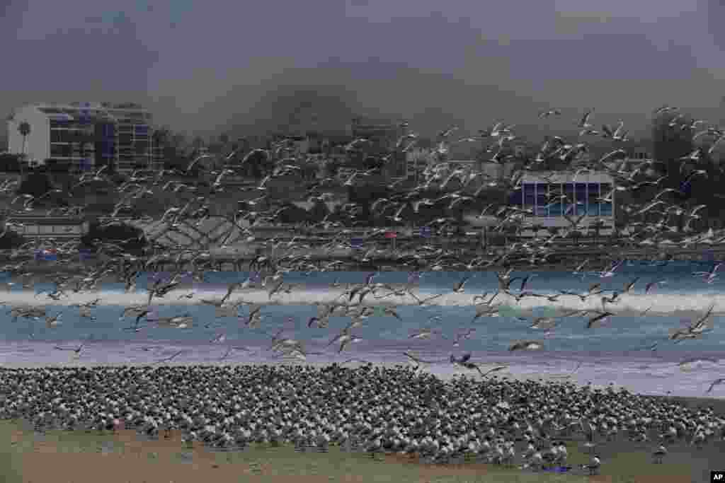 Hundred of birds overtake Agua Dulce beach which is usually populated with people, in Lima, Peru, March 24, 2020.