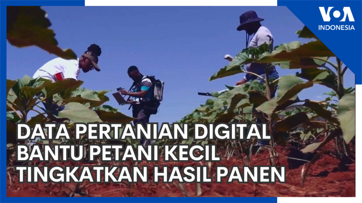 Data Pertanian Digital Bantu Petani Kecil Tingkatkan Hasil Panen