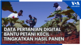 Data Pertanian Digital Bantu Petani Kecil Tingkatkan Hasil Panen