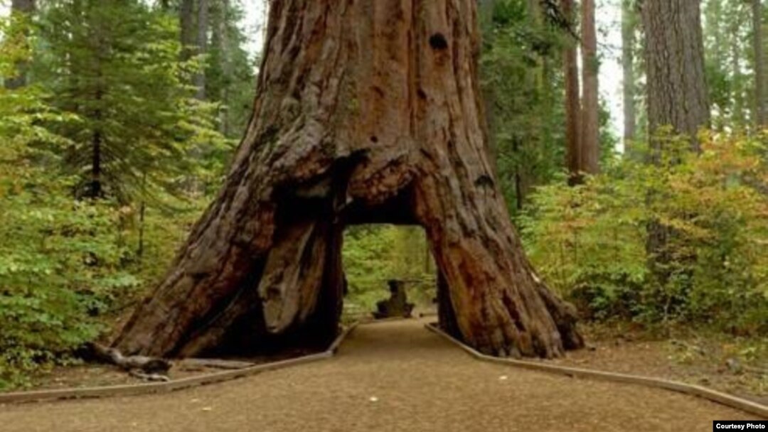 Pohon raksasa Sequoia, yang menjadi icon yang dijuluki Pioneer Cabin, ditumbangkan oleh sebuah badai kuat (Selebaran/ California Department of Parks and Recreation)
