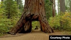 The iconic giant sequoia called the Pioneer Cabin was toppled by a strong storm. (Handout / California Department of Parks and Recreation) 