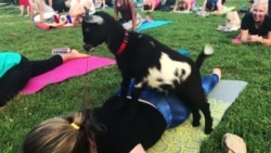 Yoga Bersama Anak Kambing