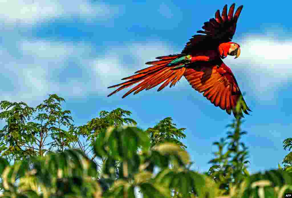 Handout picture released by the Rewilding Argentina Foundation showing a red macaw of five that were freed at the Ibera National Park, near Ituzaingo, Corrientes province, Argentina, June 28, 2020.