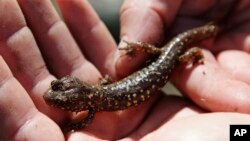 A salamander 