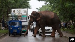 Seekor gajah menyeberang jalan di pinggiran Gauhati, negara bagian Assam, India (foto: ilustrasi). 