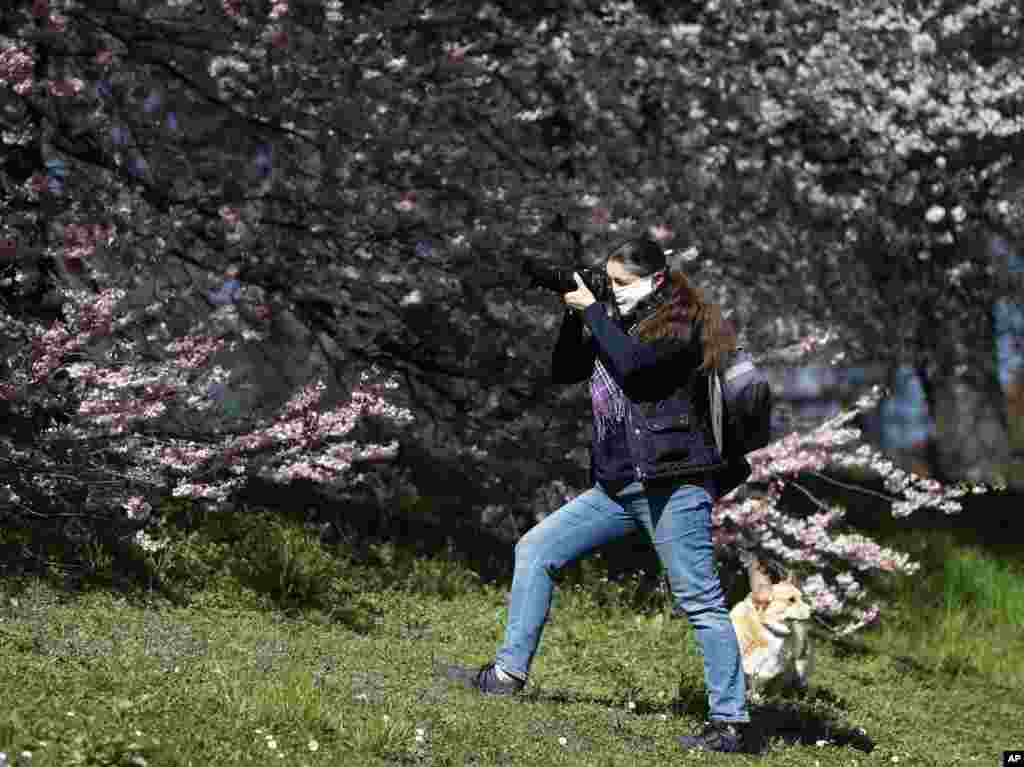 زنی از شکوفه&zwnj;های درختان در بهار پراگ در حال عکاسی است. براساس تصمیم دولت جمهوری چک، همه باید صورت خود را با ماسک بپوشانند و تخلف با جریمه سنگین روبرو می&zwnj;شود.&nbsp;