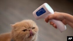 FILE - The owner of a cat cafe checks the temperature of one of her cats in Bangkok, Thailand, May 8, 2020.
