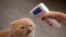 FILE - The owner of a cat cafe checks the temperature of one of her cats in Bangkok, Thailand, May 8, 2020.
