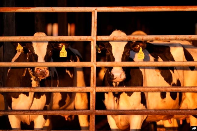 Dairy cows gather at the Flood Brothers Farm, Monday, April 1, 2024, in Clinton, Maine. (AP Photo/Robert F. Bukaty)