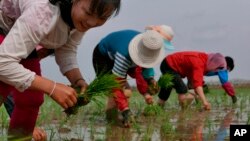 지난 5월 북한 삼봉협동농장에서 농민들이 모내기를 하고 있다.