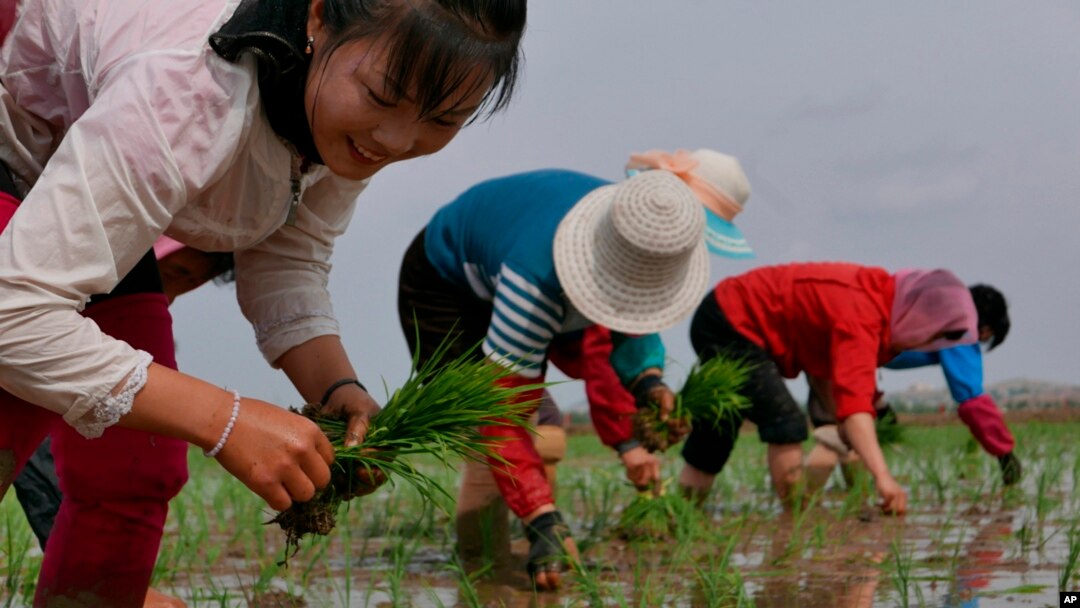 资料照片：2019年5月，朝鲜农民在田里插秧。