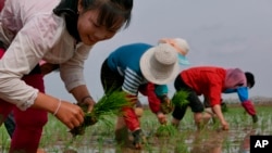 资料照片：2019年5月，朝鲜农民在田里插秧。