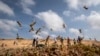 FILE - Young desert locusts that have not yet grown wings jump in the air as they are approached by a visiting FAO delegation, in the desert near Garowe, in the Puntland region of Somalia, Feb. 5, 2020.