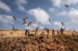 FILE - Young desert locusts jump in the air as they are approached by visiting delegation from FAO, in the desert near Garowe, in the semi-autonomous Puntland region of Somalia, Feb. 5, 2020.