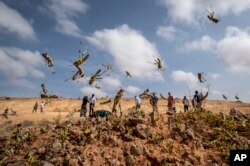 FILE - Young desert locusts jump in the air as they are approached by visiting delegation from FAO, in the desert near Garowe, in the semi-autonomous Puntland region of Somalia, Feb. 5, 2020.