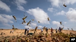 FILE - Young desert locusts that have not yet grown wings jump in the air as they are approached by a visiting FAO delegation, in the desert near Garowe, in the Puntland region of Somalia, Feb. 5, 2020.
