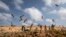 FILE - Young desert locusts that have not yet grown wings jump in the air as they are approached by a visiting FAO delegation, in the desert near Garowe, in the Puntland region of Somalia, Feb. 5, 2020.