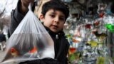 بازار خرید ماهی قرمز برای سفره نوروز<br />
عکس: عبدالرحمان رأفتی