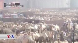 Li Bazarekî Misrê Heştir Weke Qurbaniya Cejnê Tên Firotin